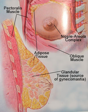 Anatomy of the Chest & Gynecomastia