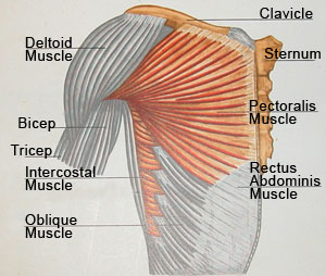 Muscle Anatomy